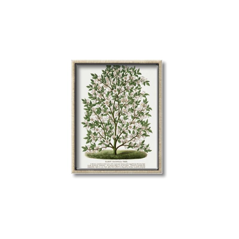 Picture of Hardy Magnolia Tree Lithograph _GroupedProduct_Rectangle_Portrait_Canvas_Framed_