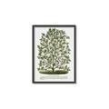 Picture of Hardy Magnolia Tree Lithograph _GroupedProduct_Rectangle_Portrait_Canvas_Framed_