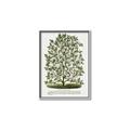 Picture of Hardy Magnolia Tree Lithograph _GroupedProduct_Rectangle_Portrait_Canvas_Framed_