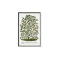 Picture of Hardy Magnolia Tree Lithograph _GroupedProduct_Rectangle_Portrait_Canvas_Framed_