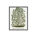 Picture of Hardy Magnolia Tree Lithograph _GroupedProduct_Rectangle_Portrait_Canvas_Framed_