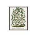 Picture of Hardy Magnolia Tree Lithograph _GroupedProduct_Rectangle_Portrait_Canvas_Framed_