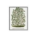 Picture of Hardy Magnolia Tree Lithograph _GroupedProduct_Rectangle_Portrait_Canvas_Framed_