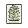 Picture of Hardy Magnolia Tree Lithograph _GroupedProduct_Rectangle_Portrait_Canvas_Framed_