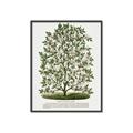 Picture of Hardy Magnolia Tree Lithograph _GroupedProduct_Rectangle_Portrait_Canvas_Framed_