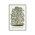 Picture of Hardy Magnolia Tree Lithograph _GroupedProduct_Rectangle_Portrait_Canvas_Framed_
