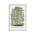 Picture of Hardy Magnolia Tree Lithograph _GroupedProduct_Rectangle_Portrait_Canvas_Framed_