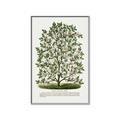 Picture of Hardy Magnolia Tree Lithograph _GroupedProduct_Rectangle_Portrait_Canvas_Framed_