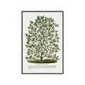 Picture of Hardy Magnolia Tree Lithograph _GroupedProduct_Rectangle_Portrait_Canvas_Framed_