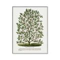Picture of Hardy Magnolia Tree Lithograph _GroupedProduct_Rectangle_Portrait_Canvas_Framed_