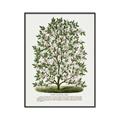 Picture of Hardy Magnolia Tree Lithograph _GroupedProduct_Rectangle_Portrait_Canvas_Framed_