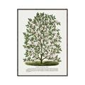 Picture of Hardy Magnolia Tree Lithograph _GroupedProduct_Rectangle_Portrait_Canvas_Framed_