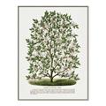 Picture of Hardy Magnolia Tree Lithograph _GroupedProduct_Rectangle_Portrait_Canvas_Framed_