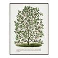 Picture of Hardy Magnolia Tree Lithograph _GroupedProduct_Rectangle_Portrait_Canvas_Framed_