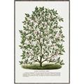 Picture of Hardy Magnolia Tree Lithograph _GroupedProduct_Rectangle_Portrait_Canvas_Framed_