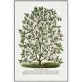 Picture of Hardy Magnolia Tree Lithograph _GroupedProduct_Rectangle_Portrait_Canvas_Framed_