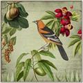 Picture of Tangerine Vintage Bird _GroupedProduct_Square_Canvas_Framed_
