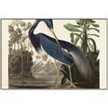 Picture of Vintage Heron Bird _GroupedProduct_Rectangle_Landscape_Canvas_Framed_