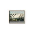 Picture of Vintage Floating White Swan _GroupedProduct_Rectangle_Landscape_Canvas_Framed_