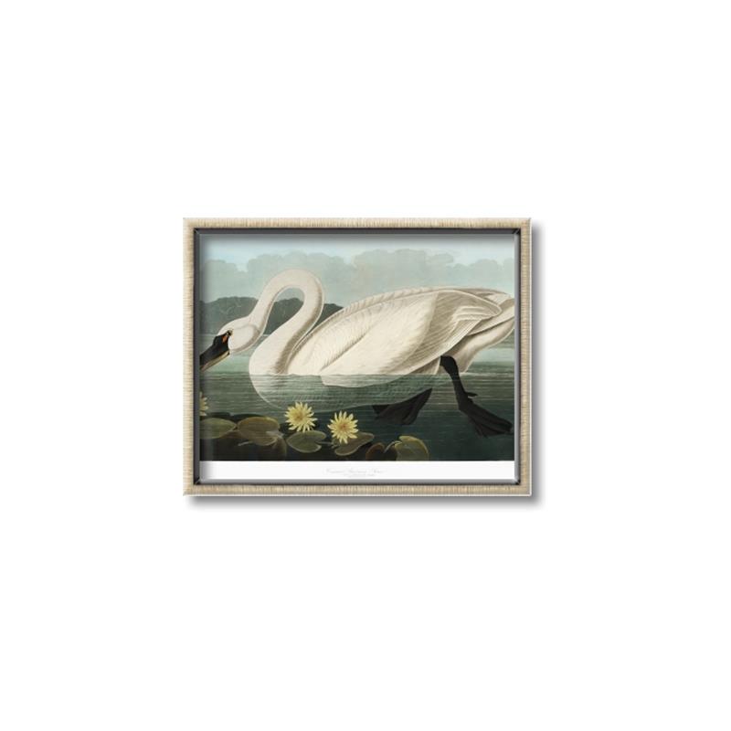 Picture of Vintage Floating White Swan _GroupedProduct_Rectangle_Landscape_Canvas_Framed_