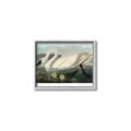 Picture of Vintage Floating White Swan _GroupedProduct_Rectangle_Landscape_Canvas_Framed_