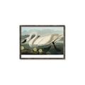 Picture of Vintage Floating White Swan _GroupedProduct_Rectangle_Landscape_Canvas_Framed_