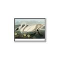 Picture of Vintage Floating White Swan _GroupedProduct_Rectangle_Landscape_Canvas_Framed_