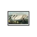 Picture of Vintage Floating White Swan _GroupedProduct_Rectangle_Landscape_Canvas_Framed_