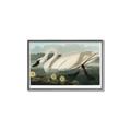 Picture of Vintage Floating White Swan _GroupedProduct_Rectangle_Landscape_Canvas_Framed_