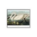 Picture of Vintage Floating White Swan _GroupedProduct_Rectangle_Landscape_Canvas_Framed_