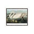 Picture of Vintage Floating White Swan _GroupedProduct_Rectangle_Landscape_Canvas_Framed_