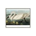 Picture of Vintage Floating White Swan _GroupedProduct_Rectangle_Landscape_Canvas_Framed_