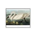Picture of Vintage Floating White Swan _GroupedProduct_Rectangle_Landscape_Canvas_Framed_