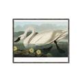 Picture of Vintage Floating White Swan _GroupedProduct_Rectangle_Landscape_Canvas_Framed_