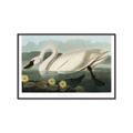 Picture of Vintage Floating White Swan _GroupedProduct_Rectangle_Landscape_Canvas_Framed_