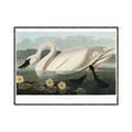 Picture of Vintage Floating White Swan _GroupedProduct_Rectangle_Landscape_Canvas_Framed_
