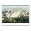 Picture of Vintage Floating White Swan _GroupedProduct_Rectangle_Landscape_Canvas_Framed_