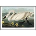 Picture of Vintage Floating White Swan _GroupedProduct_Rectangle_Landscape_Canvas_Framed_