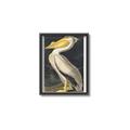 Picture of Vintage White Pelican _GroupedProduct_Rectangle_Portrait_Canvas_Framed_