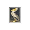 Picture of Vintage White Pelican _GroupedProduct_Rectangle_Portrait_Canvas_Framed_