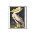 Picture of Vintage White Pelican _GroupedProduct_Rectangle_Portrait_Canvas_Framed_
