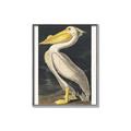 Picture of Vintage White Pelican _GroupedProduct_Rectangle_Portrait_Canvas_Framed_