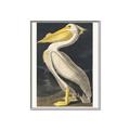 Picture of Vintage White Pelican _GroupedProduct_Rectangle_Portrait_Canvas_Framed_