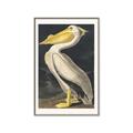 Picture of Vintage White Pelican _GroupedProduct_Rectangle_Portrait_Canvas_Framed_