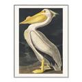 Picture of Vintage White Pelican _GroupedProduct_Rectangle_Portrait_Canvas_Framed_
