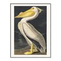 Picture of Vintage White Pelican _GroupedProduct_Rectangle_Portrait_Canvas_Framed_