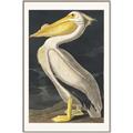 Picture of Vintage White Pelican _GroupedProduct_Rectangle_Portrait_Canvas_Framed_