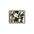 Picture of Black Billed Cuckoo Bird _GroupedProduct_Rectangle_Landscape_Canvas_Framed_