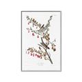 Picture of Vintage Tree Sparrow _GroupedProduct_Rectangle_Portrait_Canvas_Framed_
