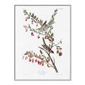 Picture of Vintage Tree Sparrow _GroupedProduct_Rectangle_Portrait_Canvas_Framed_